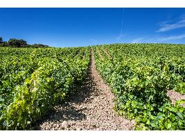 El Ministerio reconoce 12 nuevos viñedos singulares en la DOCa Rioja por sus cualidades productivas diferenciadas