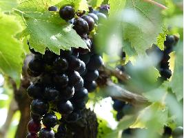 El ministro Planas destaca el dinamismo y la apuesta por la modernidad de la Denominación de Origen Protegida Jumilla. 