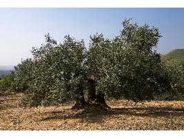 El olivar recibe 32,5 millones de euros en indemnizaciones del seguro agrario