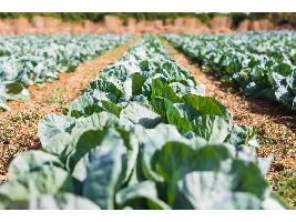 El Parlamento Europeo matiza el programa de la Granja a la Mesa y ya no habla de un 25% de la tierra agrícola ecológica
