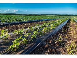 El PIB agrícola aumentó el 3,8 % en el primer trimestre del año