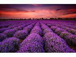 El proyecto experimental de lavanda constata la resistencia del cultivo a climas extremos
