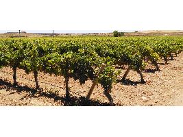 El régimen de autorizaciones para plantaciones de viñedo se prorrogará hasta 2045