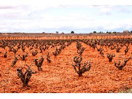 El Renacer Vitivinícola de Castilla-La Mancha