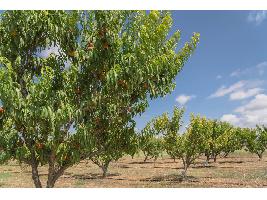 El sector frutícola de Aragón pide ayudas directas a la producción para compensar el incremento de costes y las heladas