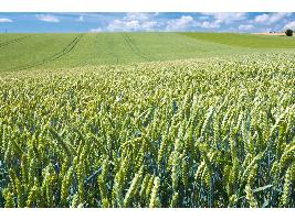 El segundo Perte Agroalimentario ahonda en pymes y abre una vía para beneficiar al campo