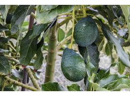 El valor de las exportaciones de aguacate andaluz aumenta un 9,8% hasta mayo y supera los 185 millones de euros