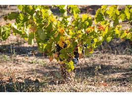 El viñedo español ante un clima atípico