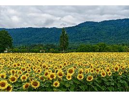 Encuesta sobre superficies de cultivos en España 2020: bajan los cereales un 1,3%, los tubérculos un 7% y las leguminosas casi un 20% mientras repuntan un 1,79% los forrajes
