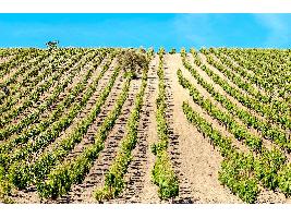 Entran en vigor los cambios en la DO Jerez: La Zona de Crianza se equipara con la de Producción
