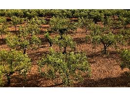 España aumenta su producción más que su superficie agraria