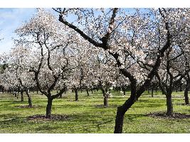 España eleva un 34% su superficie de almendro en 10 años, busca exportar a China y promocionar la marca 