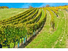 España roza los 3.000 millones € en las exportaciones de vino durante el interanual a octubre de 2022