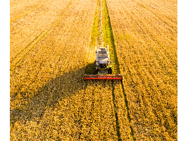 España subirá un 123 % su cosecha de cereal de invierno en 2024 - 2025