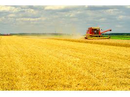 España tiene cubiertas las necesidades de compra de cereales, pese al conflicto de Ucrania, pero a un precio más alto