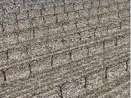 Francia intenta salvar las uvas de las terribles heladas que sufren, usando antorchas.