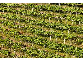 Galicia encara el fin de la vendimia tras recoger 67 millones de kilos de uva