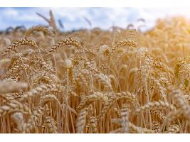 Gran rendimiento de los cereales en España, 4 toneladas por hectárea en la cosecha 2024