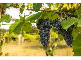 Hallan varias cepas de la variedad de uva considerada madre del ‘tempranillo’