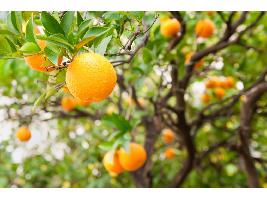 IGP Cítricos Valencianos regresa Fruit Attraction porque «es momento de consolidar la imagen de marca dentro y fuera del sector»