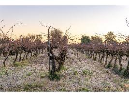 Investigadores andaluces determinan que cultivar zulla junto a las vides mejora el aroma del vino