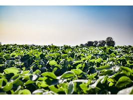 Investigan nuevas fuentes de proteína vegetal para satisfacer la demanda del futuro