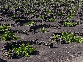 Inyección económica en el sector del vino de Canarias