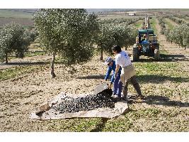 La agricultura cerró 2025 con 121.200 parados, un 3,7% menos que hace un año y ayuda a dejar la tasa de paro por debajo del 10% desde 2008