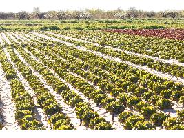 La agricultura ecológica gana terreno en España al incorporar 316.550 nuevas hectáreas en 2023, un 12 % más que en 2022