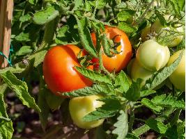 La campaña extremeña del tomate, óptima y de calidad excelente