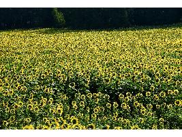 La CE amplía los plazos de entrega de los datos agrícolas de la PAC mientras que Madrid adelanta el 70% del pago al sector