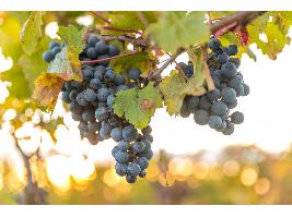 La Comisión Europea adopta medidas excepcionales para apoyar al sector del vino como la destilación de crisis o el aclareo de uvas