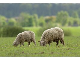 La Comisión Europea flexibiliza las restricciones de movimiento de ganado por la viruela ovina y caprina en Castilla-La Mancha