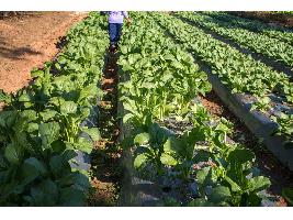 La Comisión Europea flexibiliza el acceso a las ayudas a viticultores y organizaciones de productores de frutas y hortalizas afectados por la sequía