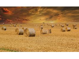 La Conferencia Sectorial de Agricultura acuerda el reparto de más de 145 millones de euros para medidas de desarrollo rural y digitalización