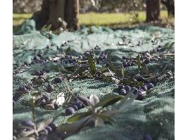 La cosecha de aceituna recogida en Sierra Mágina ya tiene un rendimiento que supera claramente al del año pasado