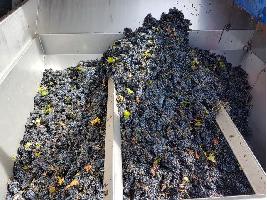 La DO Cigales finaliza la vendimia con la recogida de 7,8 millones de kilos de uva