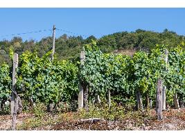 La D.O. Ribeira Sacra entrega los premios de Aosta y Antonio Lombardía celebra su primera comida de Navidad del sector como Presidente