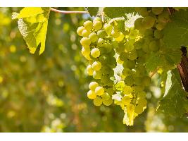 La DO Rueda concluye su vendimia con más de 130 millones de kilos de uva con un gran potencial para vinos jóvenes y elaboraciones de guarda