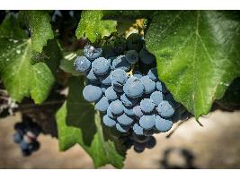 La DOCa Rioja aprueba un rendimiento amparado del 95% para la próxima vendimia y un plan de impulso a los viñedos viejos y centenarios