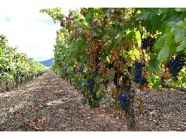 La DOCa Rioja asume un recorte de su producción para la próxima campaña gracias al apoyo de las cooperativas