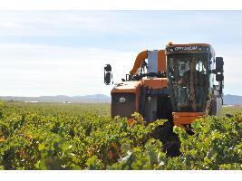 LA D.O.P. CARIÑENA PREVÉ VENDIMIAR 89 MILLONES DE KILOS EN 2020, CASI UN 8 % MÁS QUE LA MEDIA DE LOS ÚLTIMOS 10 AÑOS