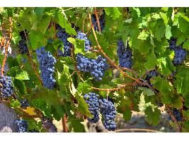 La época de la vendimia en la Ribera del Duero