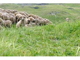La FAO otorga a las montañas de León el reconocimiento de Sistema Importante del Patrimonio Agrícola Mundial