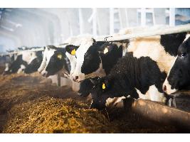 La ganadería de vacuno de carne de España emite un 66% menos de gases de efecto invernadero y consume un 65% menos de agua