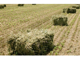 La guerra comercial China-EEUU dispara la venta de alfalfa española