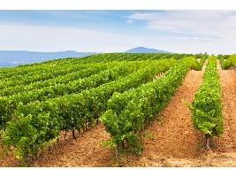 La Interprofesional del Vino de España lanza GESVID, una aplicación para la gestión de costes de cultivo de viñedo