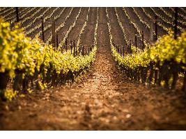 La Junta de Extremadura destina 2 millones de euros en ayudas a la destilación de subproductos de la vinificación