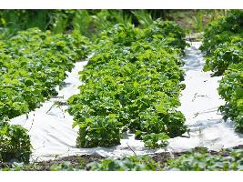 La Ley de Agricultura Familiar del Gobierno incluirá las «modificaciones pertinentes» en la ley de titularidad compartida