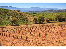 La Mouraz, una uva resistente y única, podría sumarse al catálogo de la DO Bierzo